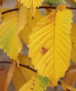 Brighter Blooms Prairie Expedition® Elm Tree 7 Brighter Blooms Prairie Expedition® Elm Tree