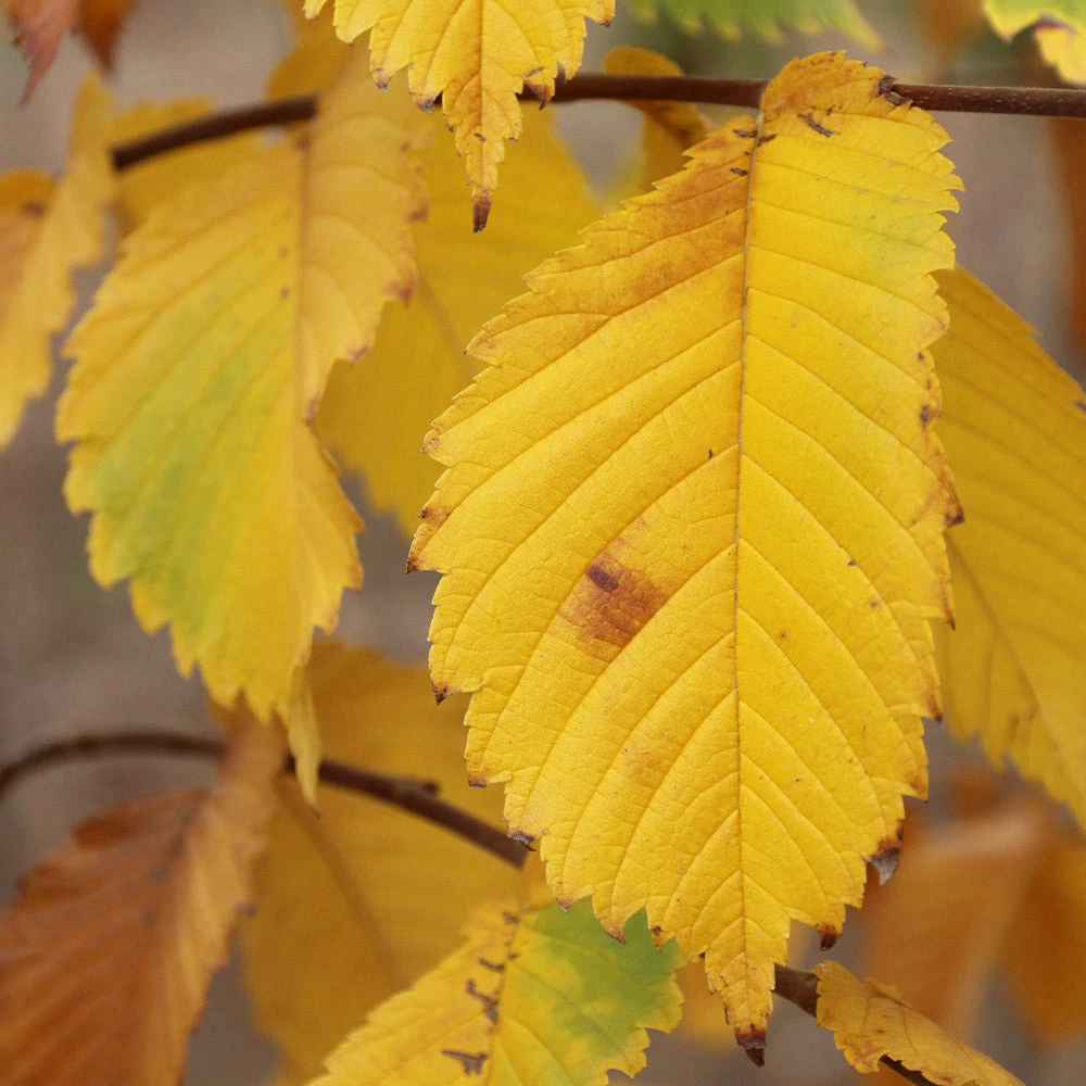 Brighter Blooms Prairie Expedition® Elm Tree 4 Brighter Blooms Prairie Expedition® Elm Tree