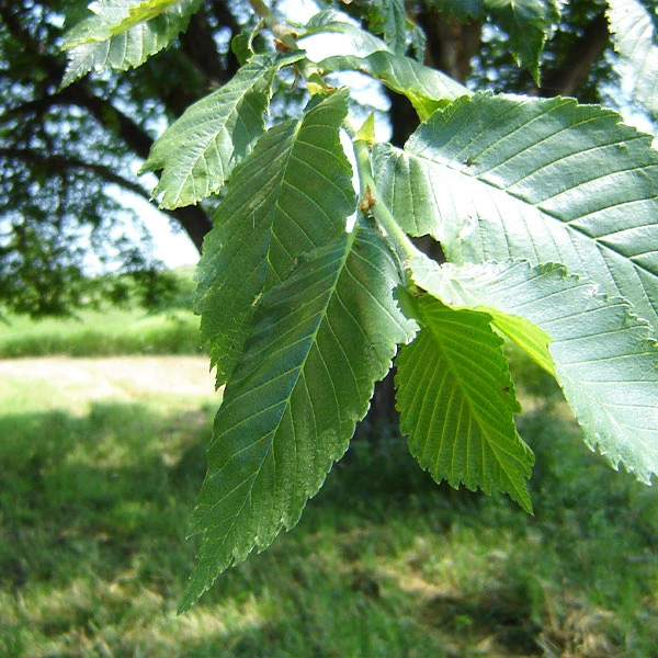 Brighter Blooms Prairie Expedition® Elm Tree 1 Brighter Blooms Prairie Expedition® Elm Tree