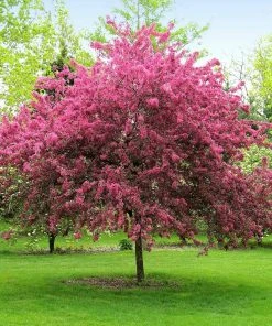 Brighter Blooms Prairifire Crabapple Tree Flowering Trees