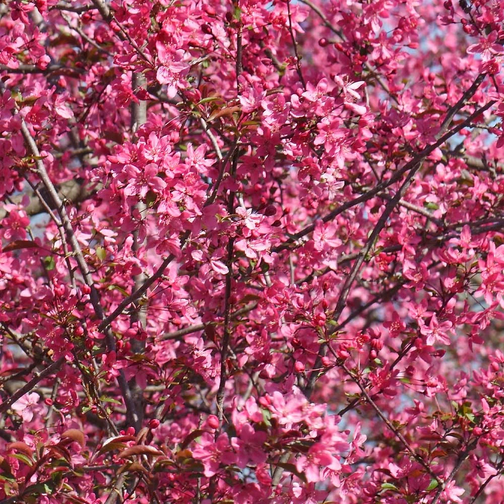 Brighter Blooms Prairifire Crabapple Tree Flowering Trees 3 Brighter Blooms Prairifire Crabapple Tree Flowering Trees