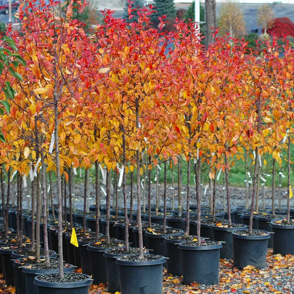 Brighter Blooms Prairifire Crabapple Tree Flowering Trees 5 Brighter Blooms Prairifire Crabapple Tree Flowering Trees