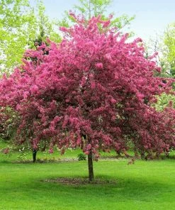 Brighter Blooms Prairifire Crabapple Tree Flowering Trees