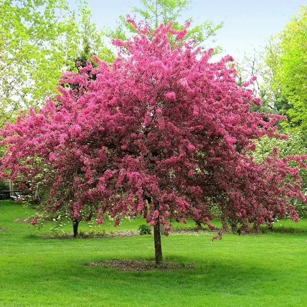 Brighter Blooms Prairifire Crabapple Tree Flowering Trees 1 Brighter Blooms Prairifire Crabapple Tree Flowering Trees