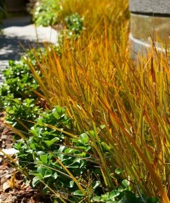 Brighter Blooms Prairie Fire Sedge Ornamental Grasses 6 Brighter Blooms Prairie Fire Sedge Ornamental Grasses