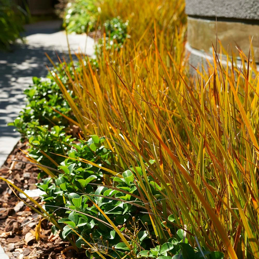 Brighter Blooms Prairie Fire Sedge Ornamental Grasses 3 Brighter Blooms Prairie Fire Sedge Ornamental Grasses
