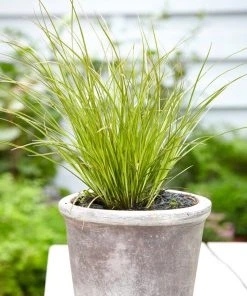 Brighter Blooms Prairie Fire Sedge Ornamental Grasses 7 Brighter Blooms Prairie Fire Sedge Ornamental Grasses