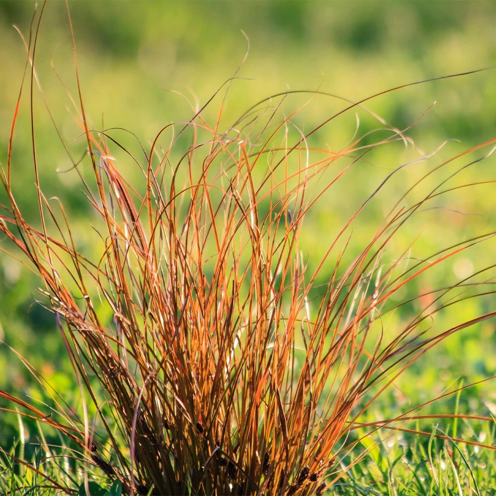 Brighter Blooms Prairie Fire Sedge Ornamental Grasses 2 Brighter Blooms Prairie Fire Sedge Ornamental Grasses
