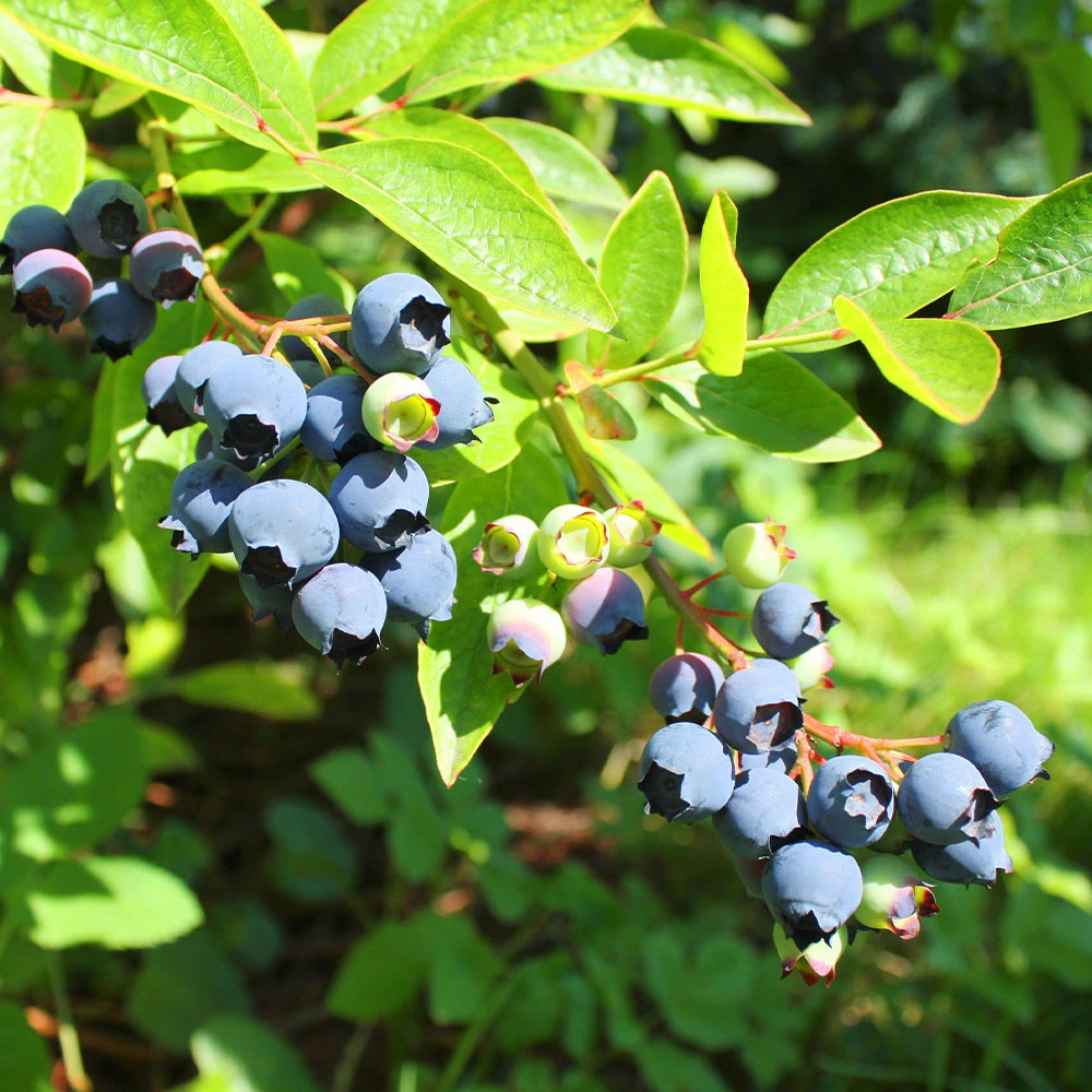Brighter Blooms Fruit Trees Premier Blueberry Bush 2 Brighter Blooms Fruit Trees Premier Blueberry Bush