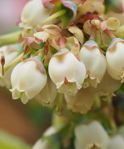 Brighter Blooms Fruit Trees Premier Blueberry Bush 9 Brighter Blooms Fruit Trees Premier Blueberry Bush
