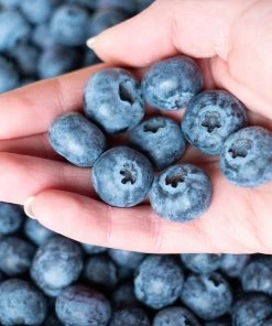 Brighter Blooms Fruit Trees Premier Blueberry Bush 8 Brighter Blooms Fruit Trees Premier Blueberry Bush