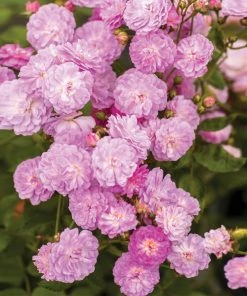 Brighter Blooms Roses Pretty Polly® Lavender Rose 5 Brighter Blooms Roses Pretty Polly® Lavender Rose