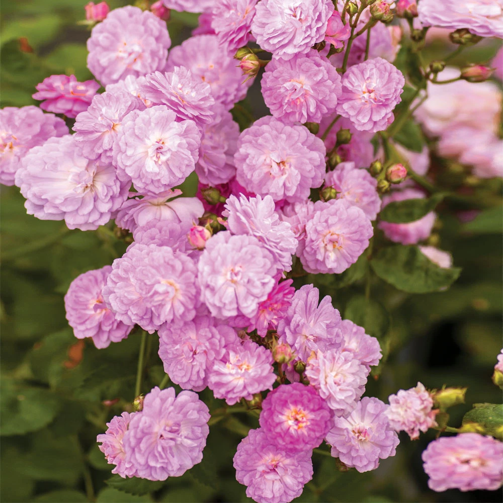 Brighter Blooms Roses Pretty Polly® Lavender Rose 3 Brighter Blooms Roses Pretty Polly® Lavender Rose