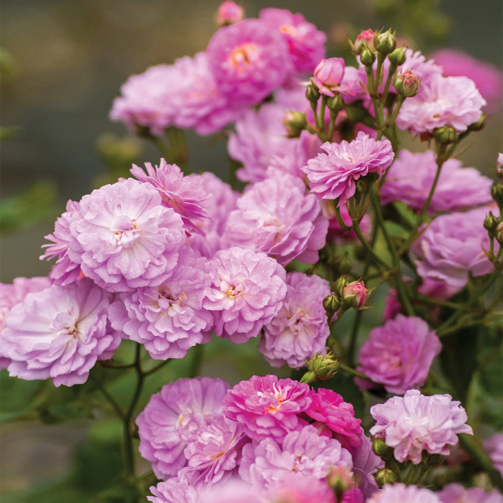 Brighter Blooms Roses Pretty Polly® Lavender Rose 2 Brighter Blooms Roses Pretty Polly® Lavender Rose