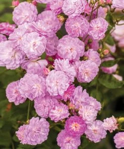 Brighter Blooms Roses Pretty Polly® Lavender Rose