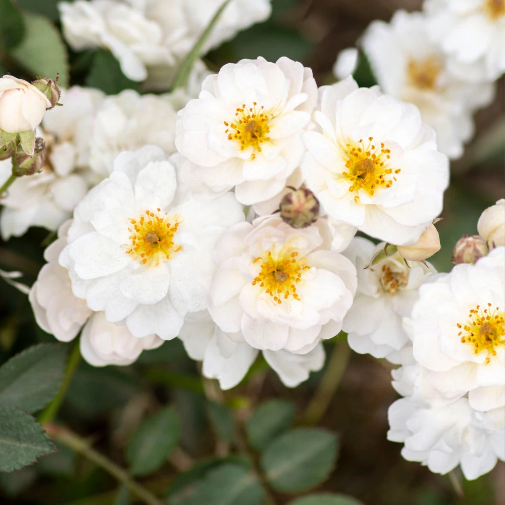 Brighter Blooms Pretty Polly® White Rose Roses 1 Brighter Blooms Pretty Polly® White Rose Roses