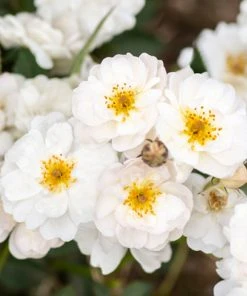 Brighter Blooms Pretty Polly® White Rose Roses