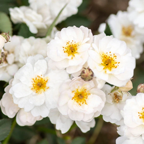 Brighter Blooms Pretty Polly® White Rose Roses 2 Brighter Blooms Pretty Polly® White Rose Roses