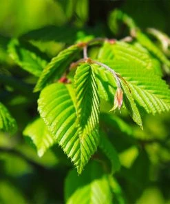 Brighter Blooms Princeton American Elm Tree 7 Brighter Blooms Princeton American Elm Tree
