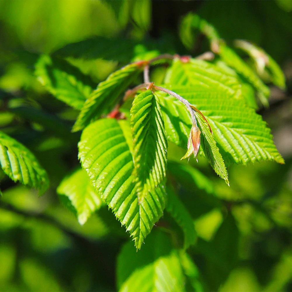 Brighter Blooms Princeton American Elm Tree 4 Brighter Blooms Princeton American Elm Tree
