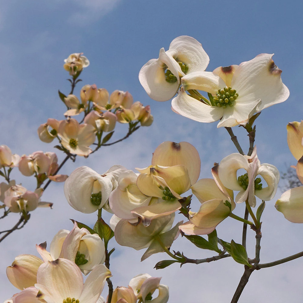 Brighter Blooms Mexican Flowering Dogwood Tree 2 Brighter Blooms Mexican Flowering Dogwood Tree
