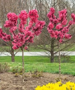 Brighter Blooms Ruby Ruffle™ Patio Peach Tree House & Patio 7 Brighter Blooms Ruby Ruffle™ Patio Peach Tree House & Patio