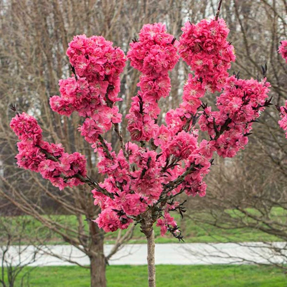 Brighter Blooms Ruby Ruffle™ Patio Peach Tree House & Patio 2 Brighter Blooms Ruby Ruffle™ Patio Peach Tree House & Patio