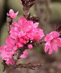 Brighter Blooms Ruby Ruffle™ Patio Peach Tree House & Patio 9 Brighter Blooms Ruby Ruffle™ Patio Peach Tree House & Patio