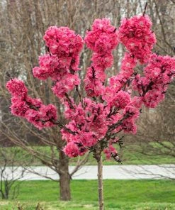 Brighter Blooms Ruby Ruffleâ„¢ Patio Peach Tree House & Patio