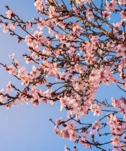 Brighter Blooms Puget Gold Apricot SHOP ALL 5 Brighter Blooms Puget Gold Apricot SHOP ALL