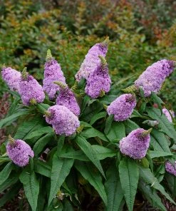 Brighter Blooms Shrubs & Hedges Pugster® Amethyst Butterfly Bush 8 Brighter Blooms Shrubs & Hedges Pugster® Amethyst Butterfly Bush