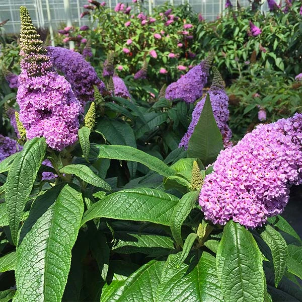 Brighter Blooms Shrubs & Hedges Pugster® Amethyst Butterfly Bush 1 Brighter Blooms Shrubs & Hedges Pugster® Amethyst Butterfly Bush