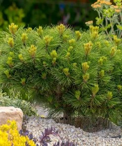 Brighter Blooms Evergreen & Privacy Dwarf Mugo Pine