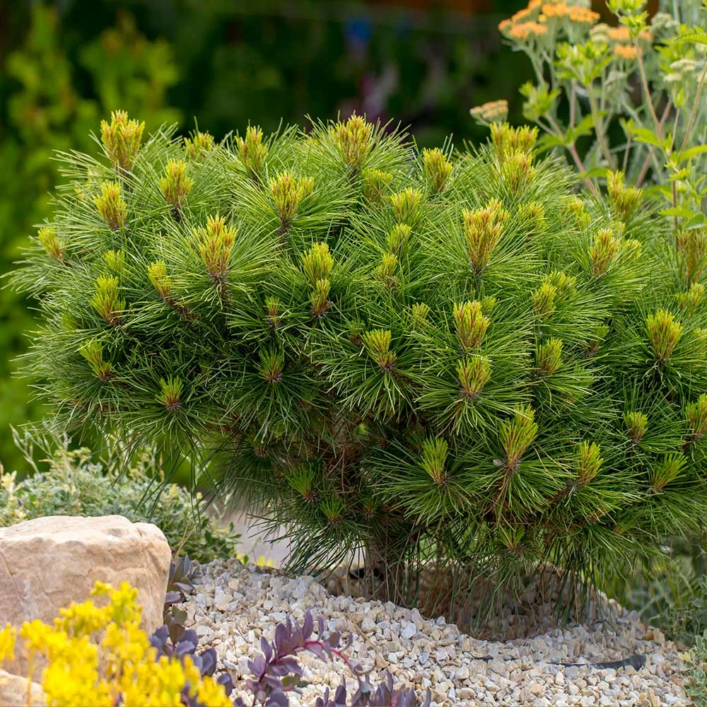 Brighter Blooms Evergreen & Privacy Dwarf Mugo Pine 2 Brighter Blooms Evergreen & Privacy Dwarf Mugo Pine