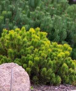 Brighter Blooms Evergreen & Privacy Dwarf Mugo Pine 7 Brighter Blooms Evergreen & Privacy Dwarf Mugo Pine
