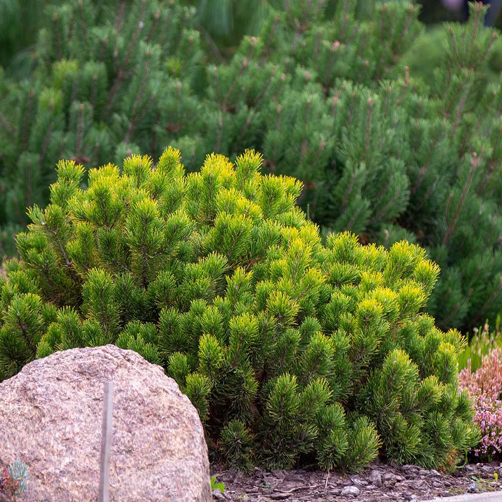 Brighter Blooms Evergreen & Privacy Dwarf Mugo Pine 3 Brighter Blooms Evergreen & Privacy Dwarf Mugo Pine