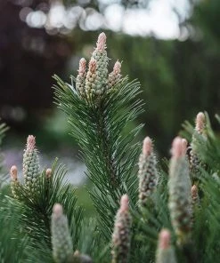 Brighter Blooms Evergreen & Privacy Dwarf Mugo Pine 9 Brighter Blooms Evergreen & Privacy Dwarf Mugo Pine