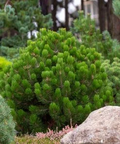 Brighter Blooms Evergreen & Privacy Dwarf Mugo Pine 8 Brighter Blooms Evergreen & Privacy Dwarf Mugo Pine