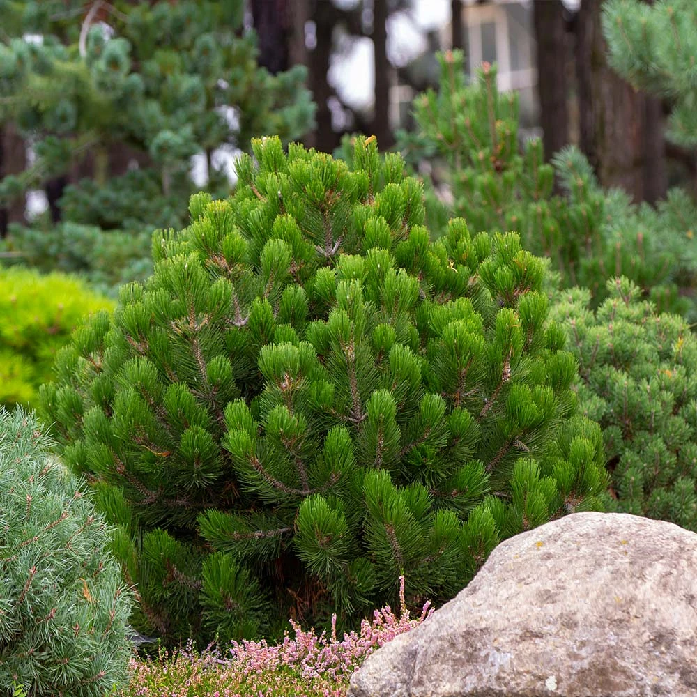 Brighter Blooms Evergreen & Privacy Dwarf Mugo Pine 4 Brighter Blooms Evergreen & Privacy Dwarf Mugo Pine