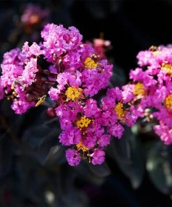 Brighter Blooms Flowering Trees Black Diamond® Purely Purple™ Crape Myrtle Tree 6 Brighter Blooms Flowering Trees Black Diamond® Purely Purple™ Crape Myrtle Tree