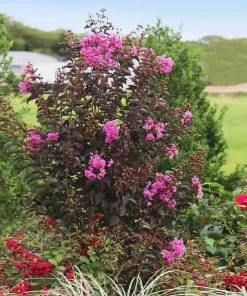 Brighter Blooms Flowering Trees Black Diamond® Purely Purple™ Crape Myrtle Tree 5 Brighter Blooms Flowering Trees Black Diamond® Purely Purple™ Crape Myrtle Tree