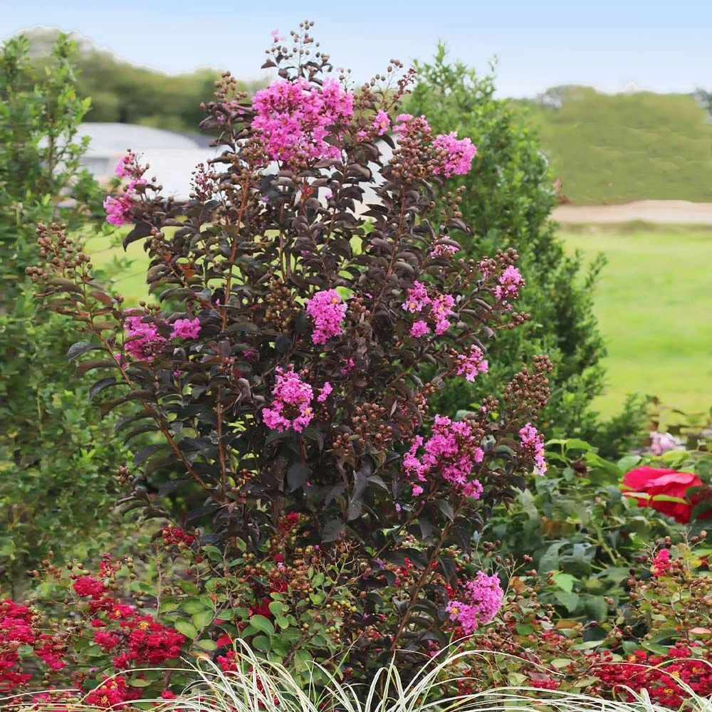 Brighter Blooms Flowering Trees Black Diamond® Purely Purple™ Crape Myrtle Tree 2 Brighter Blooms Flowering Trees Black Diamond® Purely Purple™ Crape Myrtle Tree