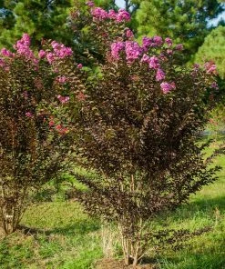 Brighter Blooms Flowering Trees Black Diamond® Purely Purple™ Crape Myrtle Tree 7 Brighter Blooms Flowering Trees Black Diamond® Purely Purple™ Crape Myrtle Tree