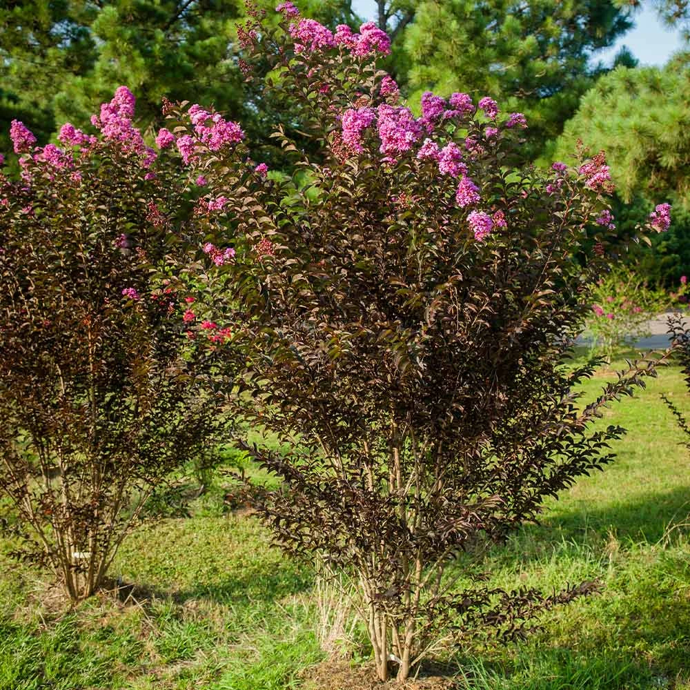 Brighter Blooms Flowering Trees Black Diamond® Purely Purple™ Crape Myrtle Tree 4 Brighter Blooms Flowering Trees Black Diamond® Purely Purple™ Crape Myrtle Tree