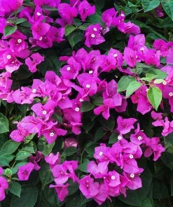 Brighter Blooms New River Bougainvillea Tree Bougainvillea Plants 8 Brighter Blooms New River Bougainvillea Tree Bougainvillea Plants