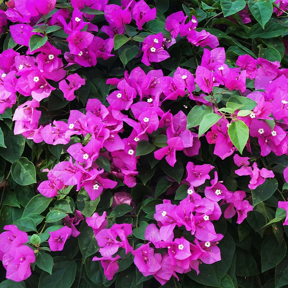 Brighter Blooms New River Bougainvillea Tree Bougainvillea Plants 4 Brighter Blooms New River Bougainvillea Tree Bougainvillea Plants