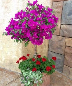 Brighter Blooms New River Bougainvillea Tree Bougainvillea Plants