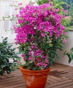 Brighter Blooms New River Bougainvillea SHOP ALL 12 Brighter Blooms New River Bougainvillea SHOP ALL