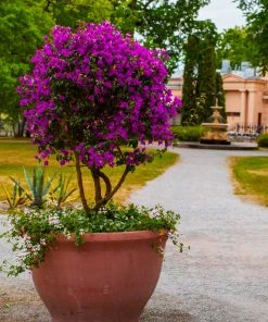Brighter Blooms New River Bougainvillea Tree Bougainvillea Plants 7 Brighter Blooms New River Bougainvillea Tree Bougainvillea Plants