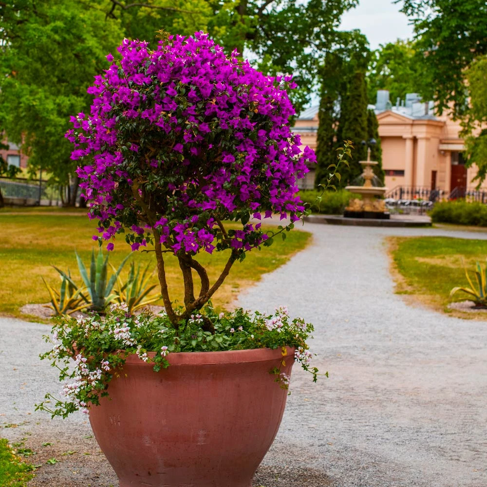 Brighter Blooms New River Bougainvillea Tree Bougainvillea Plants 3 Brighter Blooms New River Bougainvillea Tree Bougainvillea Plants